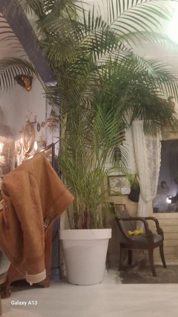 Grote Areca Palm in pot, Palm, In pot, 150 tot 200 cm, Groene kamerplant