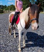 Bonte 3 jarige ruin, Dieren en Toebehoren, Pony's, Ruin, 3 tot 6 jaar, Recreatiepony, Gechipt