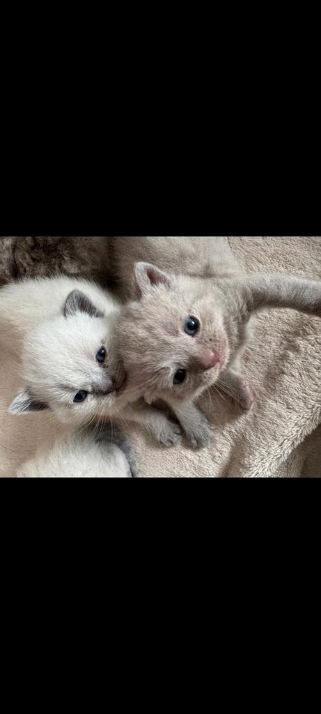 Britse korthaar katertjes, Dieren en Toebehoren, Katten en Kittens | Raskatten | Korthaar
