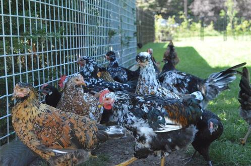 Mooie sierkippen, Spaanse Witwang & Zweedse Bloemenkip, Dieren en Toebehoren, Pluimvee, Kip, Meerdere dieren