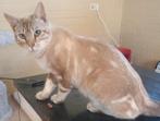 Lieve grote gecastr kater beige mink marbled, Kater, Kortharig, 0 tot 2 jaar