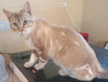 Lieve grote gecastr kater beige mink marbled beschikbaar voor biedingen