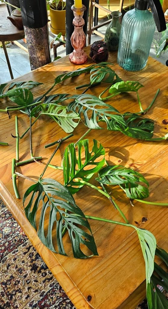 Monstera Esqueleto stekjes, Ophalen, Vaste plant, Bloeit niet, Halfschaduw
