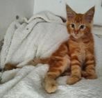 maine coon x kitten katertje, Kater, Gechipt, 0 tot 2 jaar