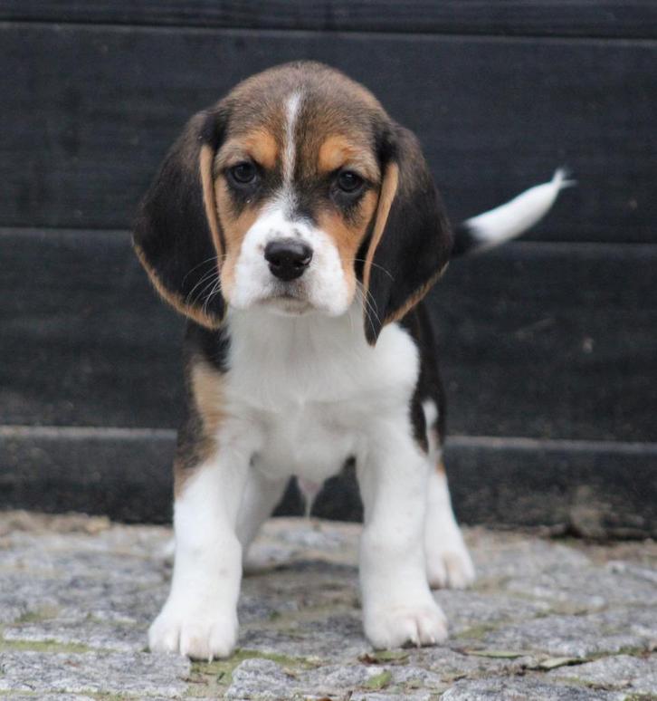 Beagle pups, Dieren en Toebehoren, Honden | Beagles, Bassets en Lopende honden, Meerdere dieren, Beagle, Fokker | Professioneel