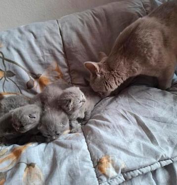 Britse Korthaar moeder en kittens  beschikbaar voor biedingen