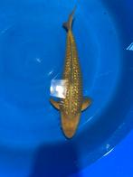 Ginrin chagoi, Karper of Koi