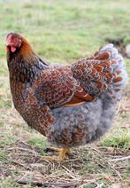 Gezocht: wyandotte goud-blauw gezoomd groothoen, Dieren en Toebehoren, Pluimvee, Meerdere dieren, Kip