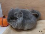 Chinchilla: Prachtig Angora vrouwtje (Legaal), Dieren en Toebehoren, Vrouwelijk, Chinchilla, Voor 1 juli 2024