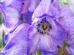 Monnikskap zaden, Aconitum napellus, Verzenden, Halfschaduw, Zaad