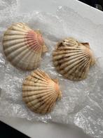 Voorgerecht amuse schelp, Ophalen of Verzenden, Glas, Overige stijlen