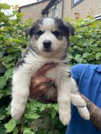 Mooie husky's, Dieren en Toebehoren, Rabiës (hondsdolheid), 8 tot 15 weken, Meerdere, Meerdere dieren