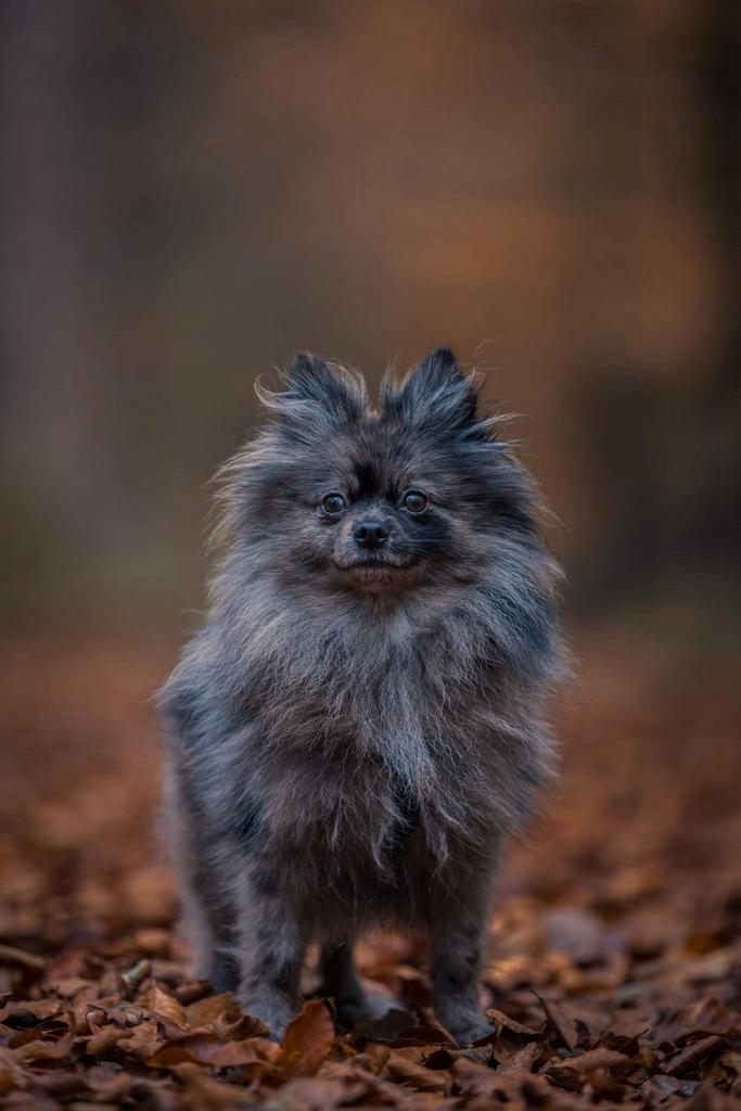 Blue Merle dwergkees, Dieren en Toebehoren, Honden | Poolhonden, Keeshonden en Oertypen, Teef, Keeshond, Particulier, Eén hond