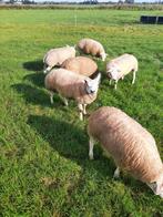 Te Koop zwoegervrij Dek ramlammeren, Dieren en Toebehoren, Schapen, Geiten en Varkens, Meerdere dieren, Schaap