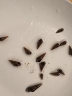 Torenslak, Dieren en Toebehoren, Slak of Weekdier