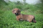 Teckel pups verschillende kleuren, Dieren en Toebehoren, Honden | Teckels en Dashonden, Rabiës (hondsdolheid), 15 weken tot 1 jaar
