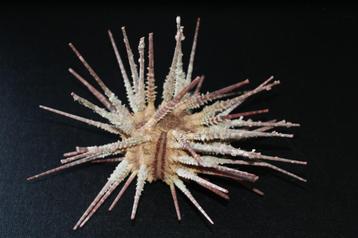 Marine sea life species (Zee-egel) beschikbaar voor biedingen
