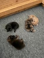 Pomeriaan pups, Dieren en Toebehoren, Overige rassen, 8 tot 15 weken, Meerdere, Meerdere dieren