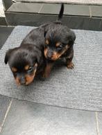 Raszuivere rottweiler pups  nog  1 REUTJE en 1 teefje, Rabiës (hondsdolheid), 8 tot 15 weken, Meerdere, Meerdere dieren