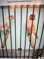 T.k zes mooie harlekijn mannen 2025 flt goed, Dieren en Toebehoren, Vogels | Kanaries, Mannelijk, Kleurkanarie