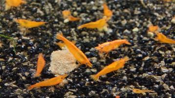 Orange sakura garnalen  beschikbaar voor biedingen