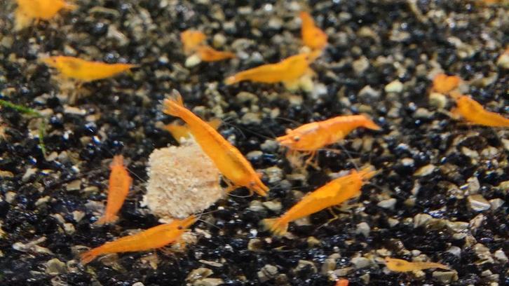 Orange sakura garnalen, Dieren en Toebehoren, Vissen | Aquariumvissen, Kreeft, Krab of Garnaal