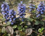 Ajuga reptans, Zenegroen, vaste plant, bodembedekker, bio, Tuin en Terras, Ophalen, Bodembedekkers, Volle zon, Vaste plant