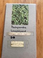 Pachysandra, perfecte bodembedekker, prima onder bomen, Tuin en Terras, Planten | Tuinplanten, Halfschaduw, Zomer, Bodembedekkers