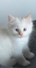 Ragdoll kittenpoesje, Dieren en Toebehoren, Meerdere dieren, 0 tot 2 jaar