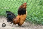 Antwerpse baard krielen, Dieren en Toebehoren, Pluimvee, Mannelijk, Kip