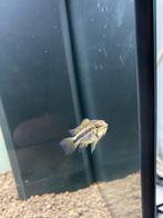 Man+vrouw Apistogramma.(Dwerg cichlide), Dieren en Toebehoren, Vis, Zoetwatervis