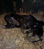 Mooie merrie, Dieren en Toebehoren, Paarden, Merrie