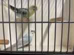 Fraai onverwant koppel grasparkieten in BW + kooi, Dieren en Toebehoren, Vogels | Parkieten en Papegaaien, Meerdere dieren, Parkiet
