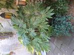 Fatsia japonica totale hoogte 130 cm, Ophalen, Overige soorten