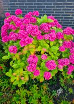 Roze boerenhortensia hydrangea €7, Ophalen, Overige soorten, Halfschaduw