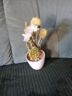 Nep cactus, Ophalen, Gebruikt