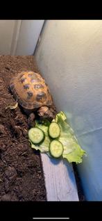 schildpad, Dieren en Toebehoren, Reptielen en Amfibieën