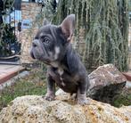 Lilac tan big rope French bulldog ️, Particulier, Rabiës (hondsdolheid), Bulldog, 8 tot 15 weken