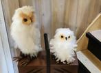 Mooie oude UIL met jong, Dieren en Toebehoren, Vogels | Overige Vogels, Roofvogel