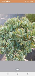 Crassula Arborescens, Ophalen of Verzenden, Overige soorten, Minder dan 100 cm