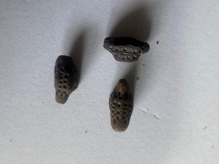 Eitjes reuzen wandelend blad, Dieren en Toebehoren, Insecten en Spinnen, Wandelende tak