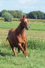 KWPN 3 jarige merrie + hengstveulen + 15 jarige merrie, Dieren en Toebehoren, Paarden, Meerdere dieren, Springpaard, Gechipt