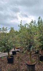 Olijf bomen olea op stam., Tuin en Terras, Planten | Bomen, 100 tot 250 cm, Olijfboom, Zomer, Ophalen