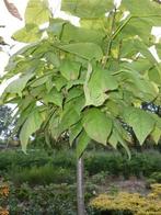 Leibomen Dak Solitair Catalpa Amber Linde Carpinus Fagus enz, Tuin en Terras, Ophalen, Overige soorten, 100 tot 250 cm