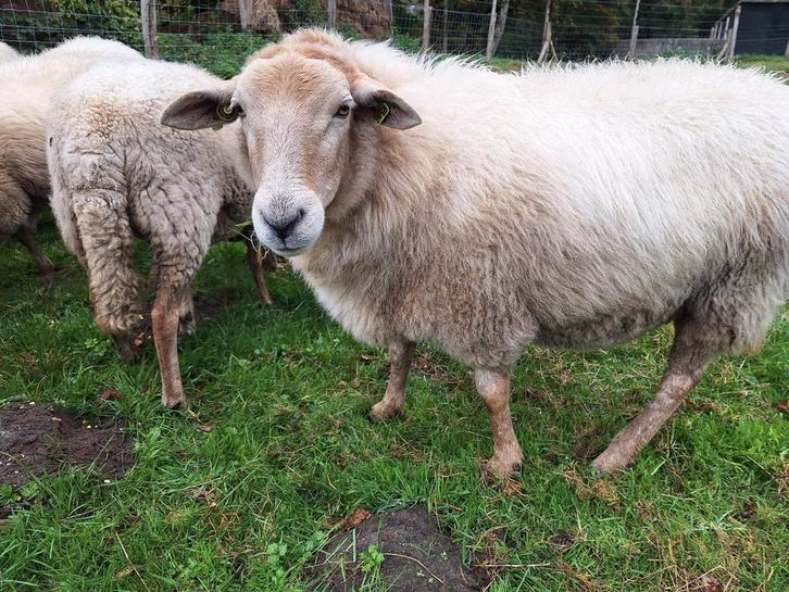 Prachtige kudde kempische heideschapen te koop, Dieren en Toebehoren, Schapen, Geiten en Varkens, Schaap, Meerdere dieren