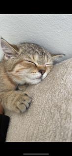 Britse kort haar kitten, Dieren en Toebehoren, Katten en Kittens | Raskatten | Korthaar, Kater, Ontwormd