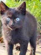 Lief zwart poesje zoekt een nieuw huisje, Dieren en Toebehoren, Katten en Kittens | Overige Katten, Poes