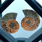 Ammoniet fossiel paartje met wissel display, Ophalen, Fossiel