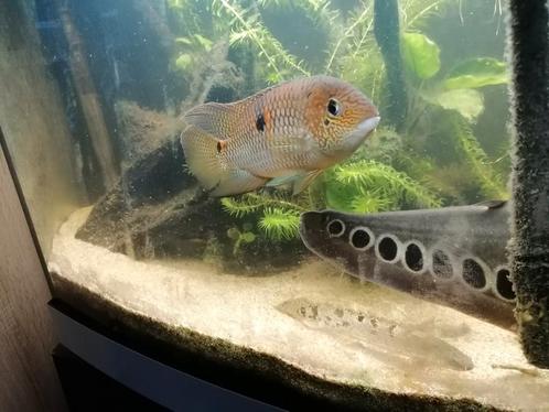 Royal acaras, Dieren en Toebehoren, Vissen | Aquariumvissen, Vis