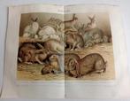 Lithografische prent Konijnen 1895, Verzenden, Voor 1940, Gebruikt, Overige onderwerpen